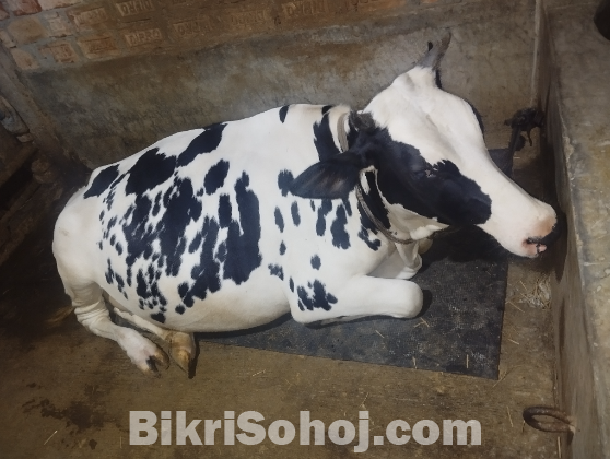 ফ্রিজিয়ান গরু